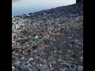 video мужик снял видео из камчатки где видно сотни трупов морских обитателей на побережье отрава продолжает sex