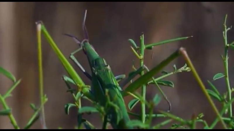 video саранча съедобная акрида edible locusts akrida дикий мир и поведение молодые в нем sex