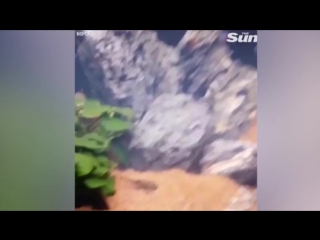 video девушка отомстила своему бывшему парню залив в его любимый аквариум отбеливатель sex