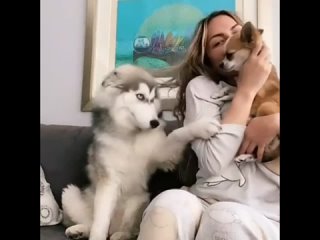 video ревнует к маленькой собачке sex
