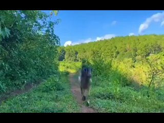 video эта обезьянка умеет помогать sex
