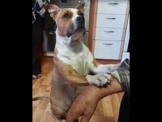 video умеет ребекка просить усняшки у дедушкикусочек сыра уж точно получила sex