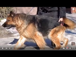 video агрессивная красотка длинношерстная немецкая овчарка одесса sex