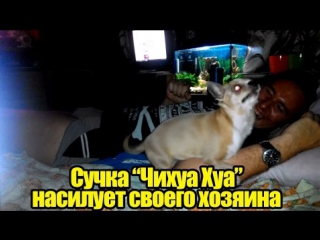 video сучка чихуа хуа молодые своего хозяина чехменка андрея sex