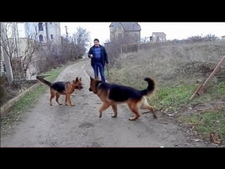 video немецкие овчарки ральф акай и его невеста альма одесса sex