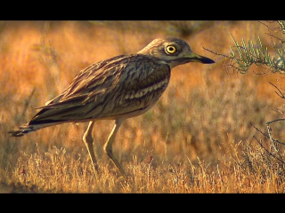 video авдотка eurasian stone curlew burhinus oedicnemus sex