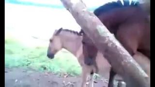 video обожрутся своего сена и потом ябутся в жопы конь глиномес sex