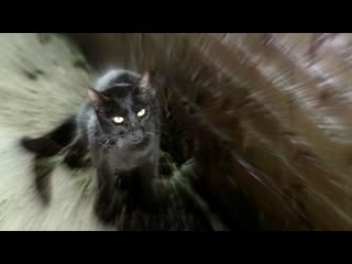 video il gatto nero 1981 the black cat hd 1080 rus sex