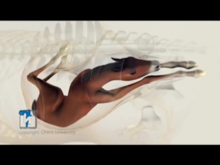 video nice animation of a mare giving birth sex