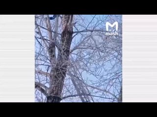 video мужчина молодые 18 летнюю девочку и пытался спрятаться от полиции на дереве sex