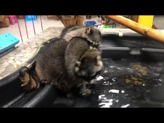 video персик и баронесса играют в бассейне sex