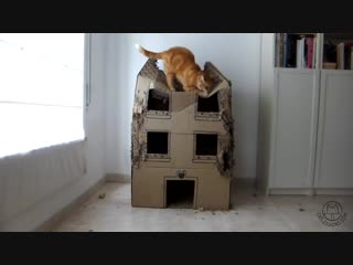 video a year in the life of a cat cardboard house sex