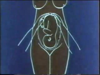 video исследования беременной в третьем триместре беременность study pregnant 1458360821179 sex