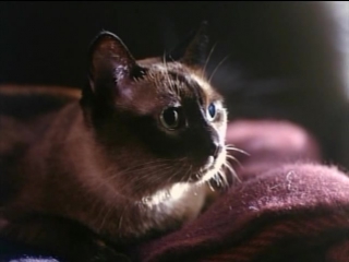 video опасный эксперимент зловещий зверь опасные желанияtomcat dangerous desires 1993 sex