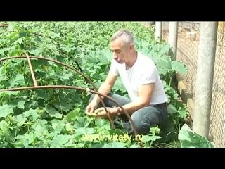 video огурец самотык это самое крутое видео как лечить геморой огурчик в попку a hrefмузыкальные инструменты sex