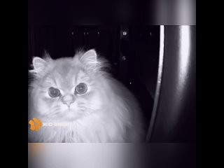 video вы че меня снимаете без разрешения sex