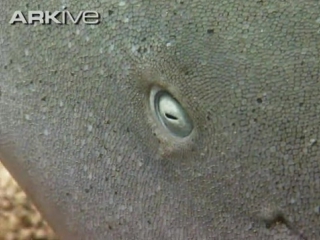 video tawny nurse shark nebrius ferrugineus sex