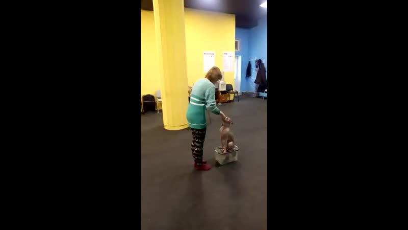 video видео от американские голые терьеры ксоло аусси дрт sex