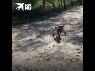video о русской собачке монике прознала известная английская зоозащитница кейси sex