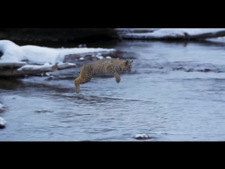video рыжая рысь lynx rufus она же bobcat sex