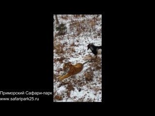video особое мнение в российском зоопарке козел выжил тигра из спальни sex