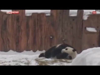 video особое мнение панды в китае радуются впервые увиденному снегу sex