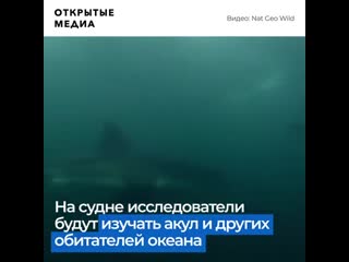 video учёные воссоздадут лодку из челюстей для изучения акул sex
