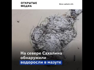 video на побережье сахалина выбросило залитые мазутом водоросли sex