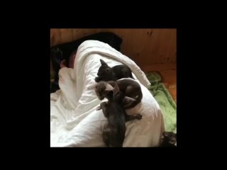 video муж после работы хотел поспать и даже ушел в другую комнату но наши котьки все равно достали его sex