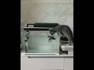 video нравится моему котьке пить водичку в аквариуме sex