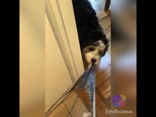 video в тиктоке завирусилось видео как пeсель пытается порвать трусы своеи хозяике которая сидит на унитазе sex