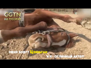 video хитрый конь притворяется мертвым каждый раз когда его пытаются оседлать sex