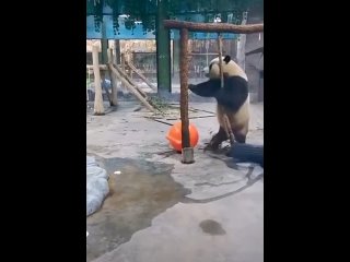 video умеет развлекаться и валять дурака sex