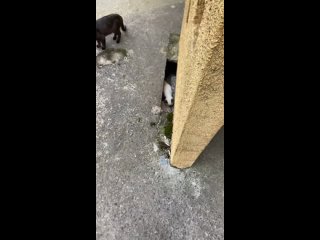 video wwxx vid 135660305 004808 887 sex