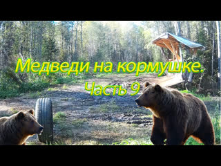 video медведь охота на медведя охота и рыбалка выпуск 9 sex