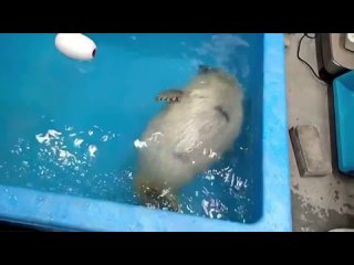 video спасённый детёныш тюленя впервые учится плавать sex