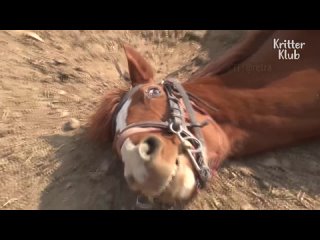 video лошадь притворяется мёртвой каждый раз когда её пытаются оседлать sex