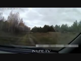 video приколы неудачи и необычные случаи на охоте встреча с дикими молодые часть 3 sex
