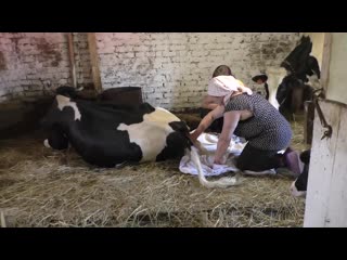 video выживание сделай сам умелые руки скотоводство отёл коровы первое доение и кормление теленка sex