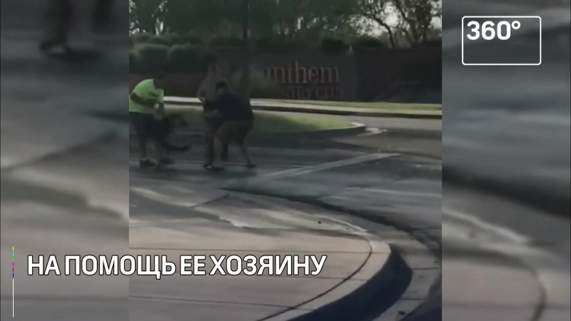 video бешеная рысь напала на американца с немецкой овчаркой sex