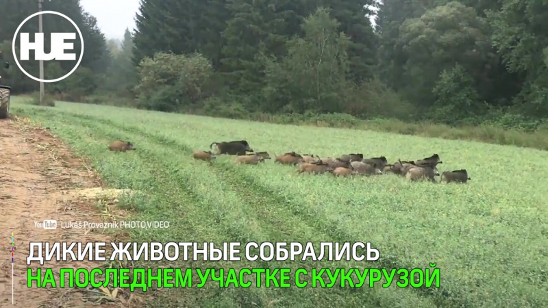 video кабанье семейство чуть не попало под комбайн в чехии sex
