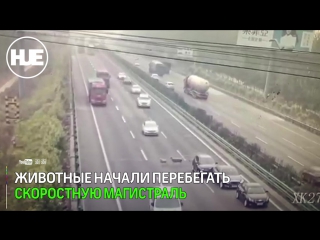 video в пекине смертельное дтп из за баранов попало на видео sex