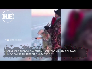video в казахстане в заповеднике компания поймала сайгака и издевалась над ним sex