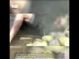 video в индии медведь напал на мужчину в саду его собственного дома sex