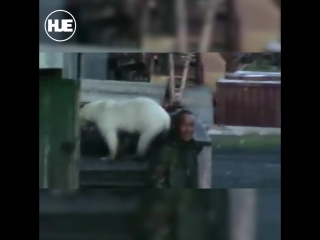 video белый медведь зашёл во двор жилого дома под якутском и не ушёл sex