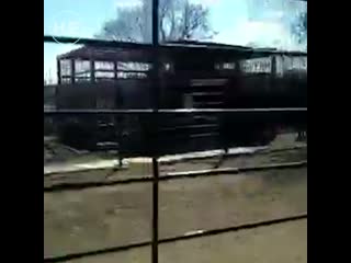video в благовещенске медведь напал на девушку которая кормила его сквозь клетку sex