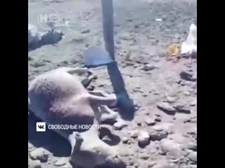 video в забайкальском крае сгорело целое поголовье домашних молодые sex
