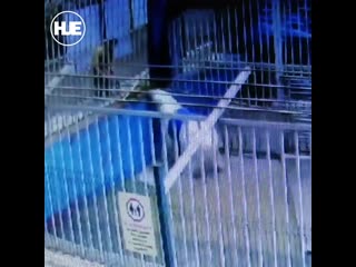 video в перми медведь в зоопарке застрял в бочке sex
