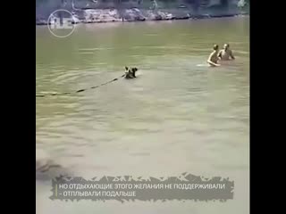 video в урюпинске цирковой медведь купался вместе с людьми на общественном пляже sex