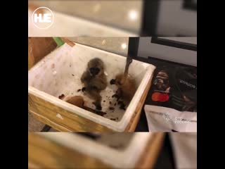 video таможня аэропорта шереметьево нашла 4 детёнышей гиббонов в перевозке для молодые в которой был хаски sex